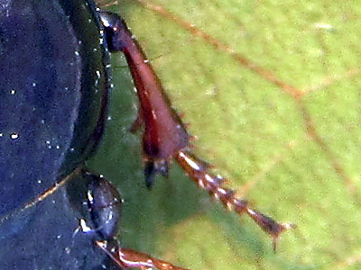 Carabidae: altro Harpalus ??  No, Amara sp.